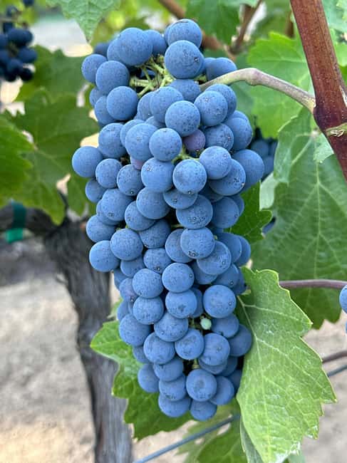 Sonoma: Sonoma Plaza Walking Tour - Olive oil and cheese tastings: what you’ll actually learn