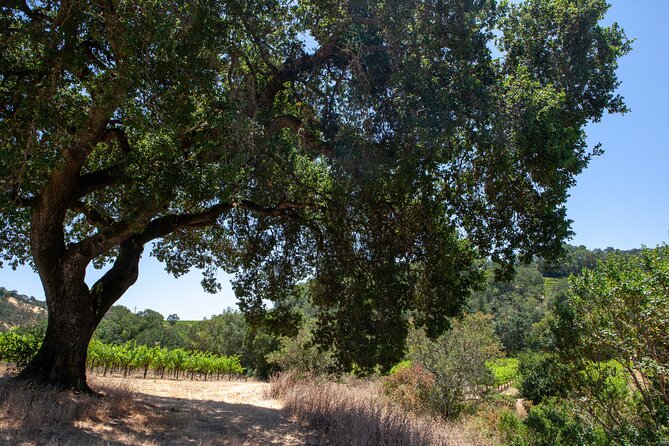 Sonoma Trike and Mindfulness - 3 hour guided tour - Key Things I’d Prioritize Before You Go