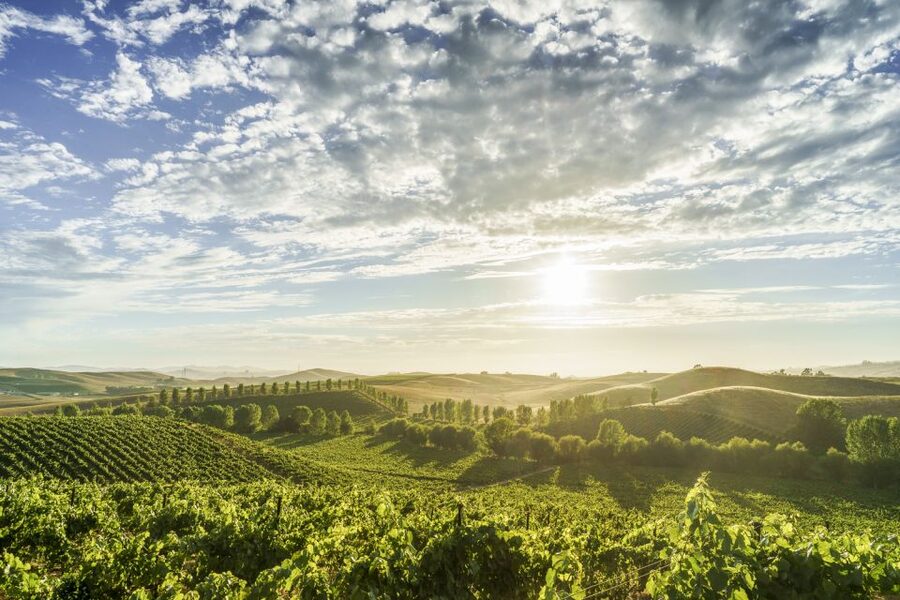 Sonoma Valley: Guided Winery Tour with Picnic Lunch - Key Takeaways Before You Go