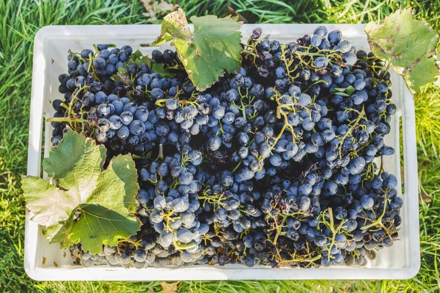Sonoma Valley: Guided Winery Tour with Picnic Lunch - Who This Sonoma Valley Tour Fits Best