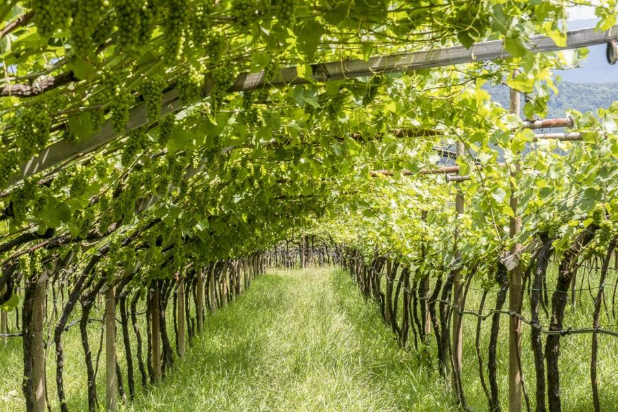 Sonoma Valley: Guided Winery Tour with Picnic Lunch - What You Learn: Winemaking Talk Plus Sonoma History on the Move