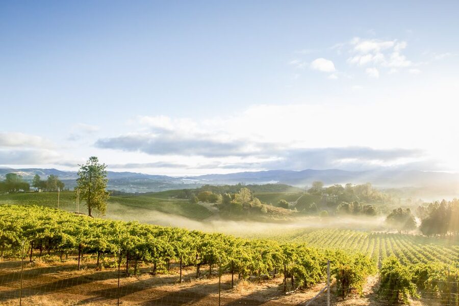 Sonoma Valley: Guided Winery Tour with Picnic Lunch - Views and Vibes: Panoramic Sonoma Valley Moments Without the Work