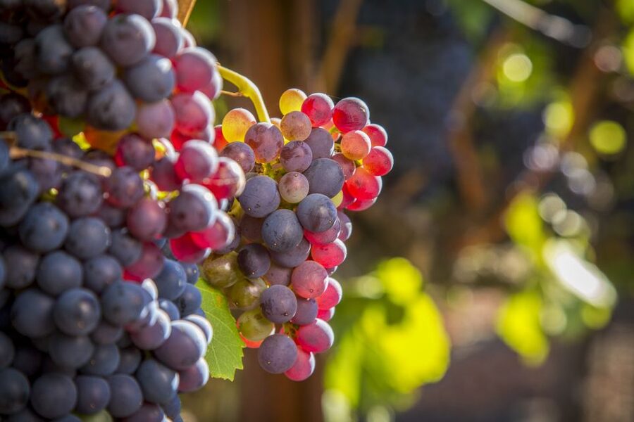 Sonoma Valley: Guided Winery Tour with Picnic Lunch - Transport Comfort and Small-Group Flow