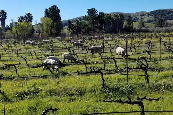 Sonoma Wine Tour with 2 Tastings Included Small-Group Half Day - Half-Day Timing That Fits Real San Francisco Schedules