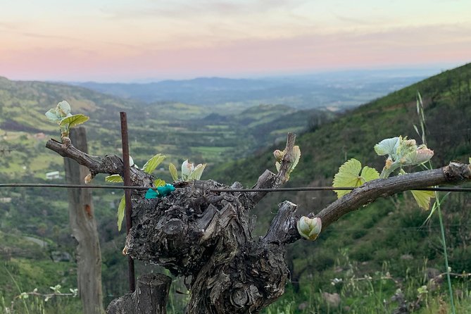 Wine Tour Pros - Wine Tour and Transportation: SUV Up To 6 Guests - Champagne Start and Water: Small Inclusions That Actually Help