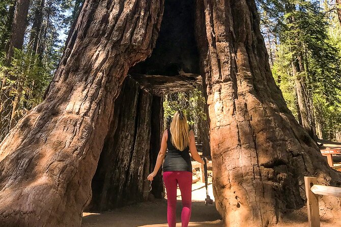 Yosemite 3-Day Camping Adventure from San Francisco - Tuolumne Grove of Giant Sequoias: the “short stroll” with a climb back