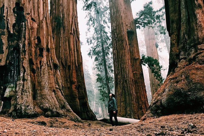 Yosemite 3-Day Lodging Adventure from San Francisco - Day 2 Full Yosemite Day: Hikes Matched to Your Pace
