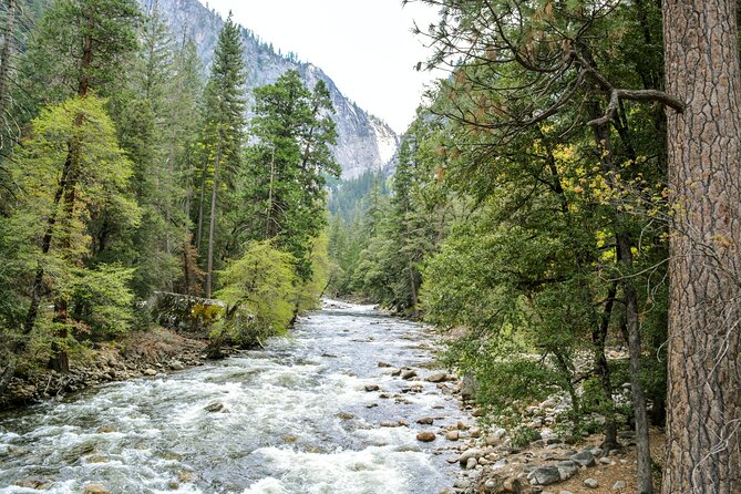 Yosemite Adventure: Full-Day Private Tour from San Francisco - Mariposa Grove of Giant Sequoias (5 Hours): 500+ Mature Trees