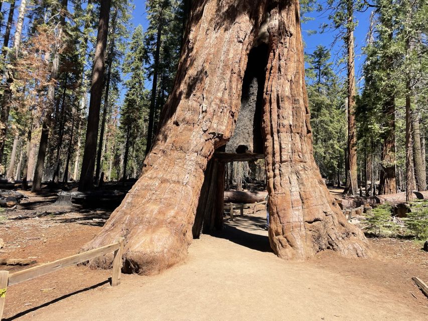 Yosemite, Giant Sequoias, Private Tour from San Francisco - Price and value: $1,200 per group can be great, or just expensive