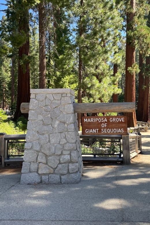 Yosemite, Giant Sequoias, Private Tour from San Francisco - Giant Sequoias: the hour-and-a-half that shrinks your brain
