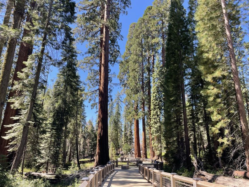 Yosemite, Giant Sequoias, Private Tour from San Francisco - Swinging Bridge and the quiet power of Yosemite Valley icons