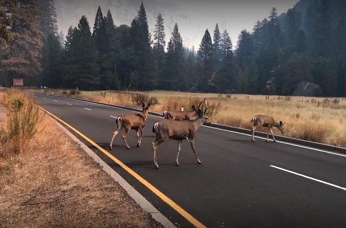 Yosemite, Kings Canyon National Parks 2 Day Tour from SF - What’s Included vs Not: A Simple Checklist for Packing and Spending