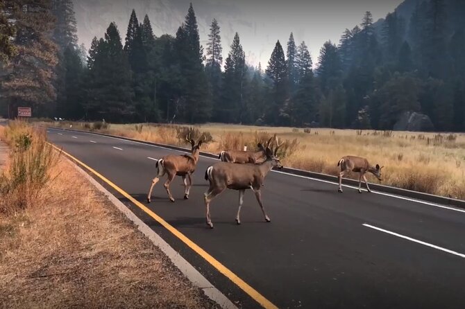 Yosemite, Kings Canyon National Parks 2 Day Tour from SF - The Long Drive Trade-Off: Timing, Comfort, and Reality Checks